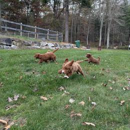 Goldendoodle Puppies from Woodland Acres