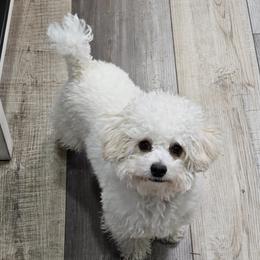 Mochi - Poodle