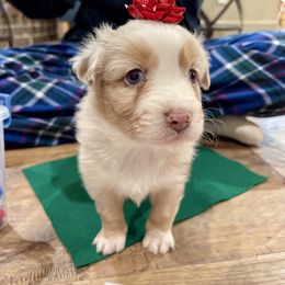 Australian Shepherd, Miniature American Shepherd, Miniature Australian Shepherd, and Toy Australian Shepherd Puppies from Painted Blue Aussies