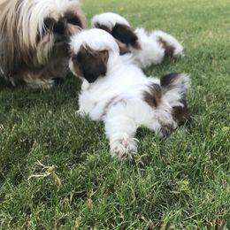 Shih Tzu Puppies from Willow Lane Shih Tzus