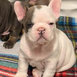 Girl 1 - Blue fawn female French Bulldog puppy in Spanaway, Washington from Frog Faced Frenchies