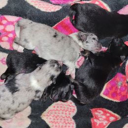 Pomeranian Puppies from Paradise Point Pomeranians