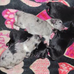 Pomeranian Puppies from Paradise Point Pomeranians