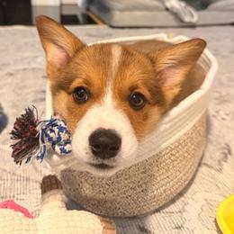 Pembroke Welsh Corgi Puppies from McGovern Family Corgis