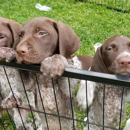 German Shorthaired Pointers from Erica Jackson