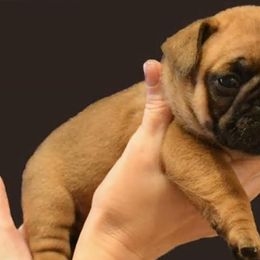 French Bulldogs from Serg Kon's French Bulldogs