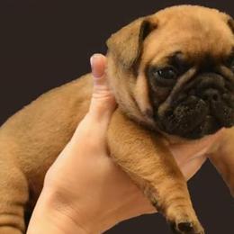 French Bulldogs from Serg Kon's French Bulldogs