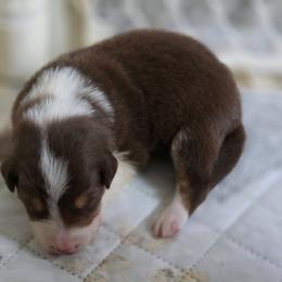 Justice - Tri-color male Border Collie puppy in Watsontown, Pennsylvania from Kate Gresham