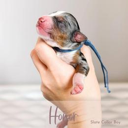 Honor - Blue merle male Bernedoodle puppy in Mahomet, Illinois from Jordan Family Doodles