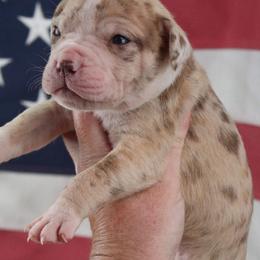 Girl 9 - female Alapaha Blue Blood Bulldog puppy in Grafton, Ohio from Eclipse Alapaha Kennels