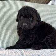 Cyrus - Black male Whoodle puppy in Rising Sun, Indiana from Ruby Lane Doodles