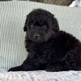 Cyrus - Black male Whoodle puppy in Rising Sun, Indiana from Ruby Lane Doodles