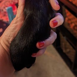 Girl 1 - Black Dachshund puppy in Homosassa, Florida from Foxies Doxies
