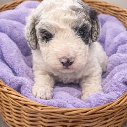 Nellie - Merle female Goldendoodle puppy in North Branch, Michigan from Graceful Miniature Goldendoodles