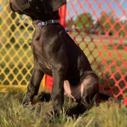 Great Dane Puppies from Janet Taylor's Great Danes