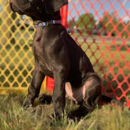 Great Dane Puppies from Janet Taylor's Great Danes