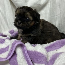 Ginger - Brindle female Shih Tzu puppy in Pleasant Shade, Tennessee from Kuntry Tyme Shih Tzus