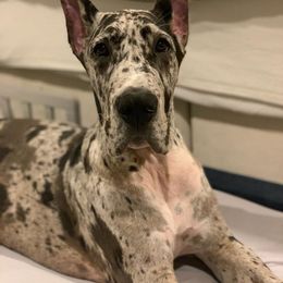 Great Dane Puppies from Ellenni Danes