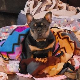 French Bulldogs and Siberian Huskies from Moore's Frenchies and Huskies