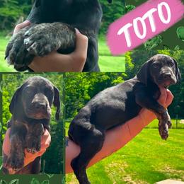 TOTO - Black female Great Dane puppy in Wellsville, New York from Prophecy Danes