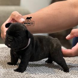 French Bulldog Puppies from Desert Madness Frenchies