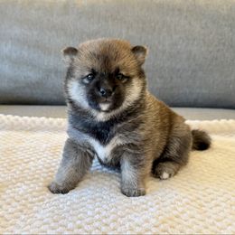 Emi - Red female Shiba Inu puppy in Houston, Texas from Sakura Blossom Shibas