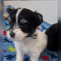 Saint - Parti male Yorkshire Terrier puppy in Phil Campbell, Alabama from MagnoliaYorkies