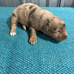 Rory - Red merle male Australian Shepherd puppy in Whitwell, Tennessee from Owl Hollow Farm