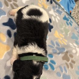 Goldendoodle and Poodle Puppies from Southern Stroll Poodles & Doodles