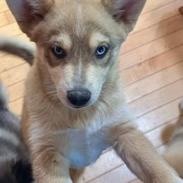 Navy - Wolf sable male Pomsky puppy in Doon, Iowa from Luxury Pomsky