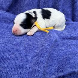 Bunny - Snow Run Litter - Tri-color female Bernedoodle puppy in Charleston, South Carolina from Palm Belle Doodles