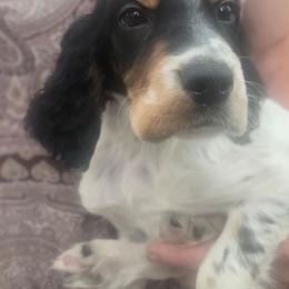 Jake 8 - Blue belton and tan (tri-color) male English Setter puppy in Morrice, Michigan from Wild Bird Setters
