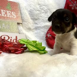 Border Collie and Jack Russell Terrier Puppies from CP FARMS BORDER COLLIES N JACKS CORP