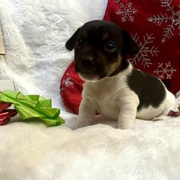Border Collie and Jack Russell Terrier Puppies from CP FARMS BORDER COLLIES N JACKS CORP