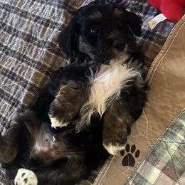 Groot - Black tri-color male Aussiedoodle puppy in Springfield, Missouri from Doodle Dandy Bernedoodles & Aussiedoodles