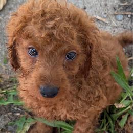 Teddy - Red  male Goldendoodle puppy in Centralia, Missouri from Oodles Of Doodles Mo.