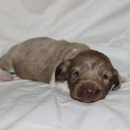 Winnie (3800) - Dapple female Dachshund puppy in Sonora, Kentucky from Maple Hill Miniature Dachshunds