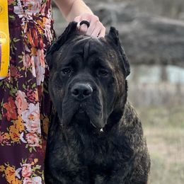 Nole - Cane Corso