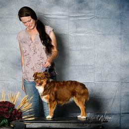 Charolette - Toy Australian Shepherd