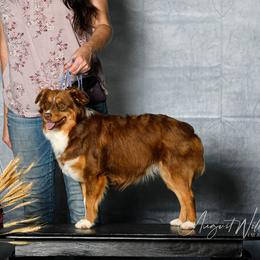 Charolette - Toy Australian Shepherd