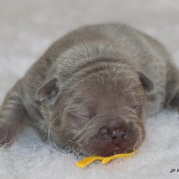 Yeti - Blue female French Bulldog puppy in Winnsboro, Texas from JP Ranch Bulldogs