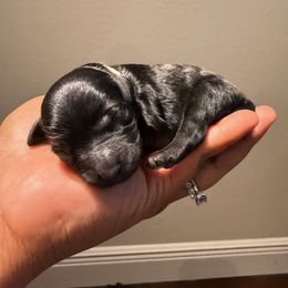 Yorkipoo Puppies from Racquel Smith