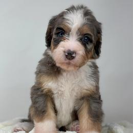 Harmony - Blue merle female Bernedoodle puppy in Fleming, Colorado from Vandenbark Doodles