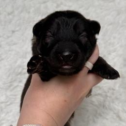 Pink - Sable female German Shepherd puppy in Tennessee from Chattanooga Tn German Shepherds