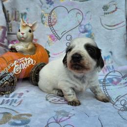 Pearl Blue pie LH girl - Blue and tan female Dachshund puppy in Herald, California from Bluegum Dachshunds
