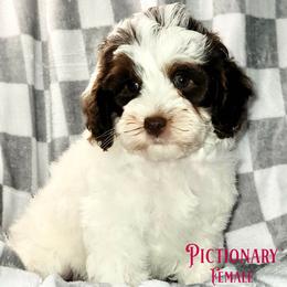 Pictionary Chocolate Parti Tri - Tri-color female Australian Labradoodle puppy in Beecher, Illinois from Erica’s Doodles
