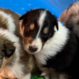 Jingle Belle - Black white and tan female Collie puppy in Richmond, Kentucky from Puppy Dog City