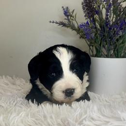 Girl 2 - Black and white female Bernedoodle puppy in Russiaville, Indiana from Pleasant Creek Minibernedoodles