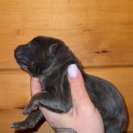 Rose - Blue female German Shepherd puppy in Fort Jennings, Ohio from Von Holtzapple German shepherds