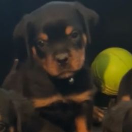 Orange collar boy - Black and mahogany male Rottweiler puppy in Beebe, Arkansas from Rottweilers Vom Haus Forte